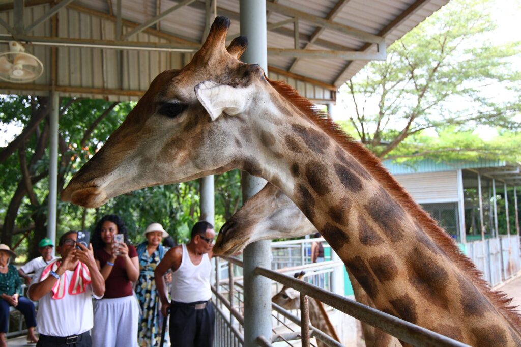 A giraffe leaning over the railing towards visitors at Phnom Penh Safari